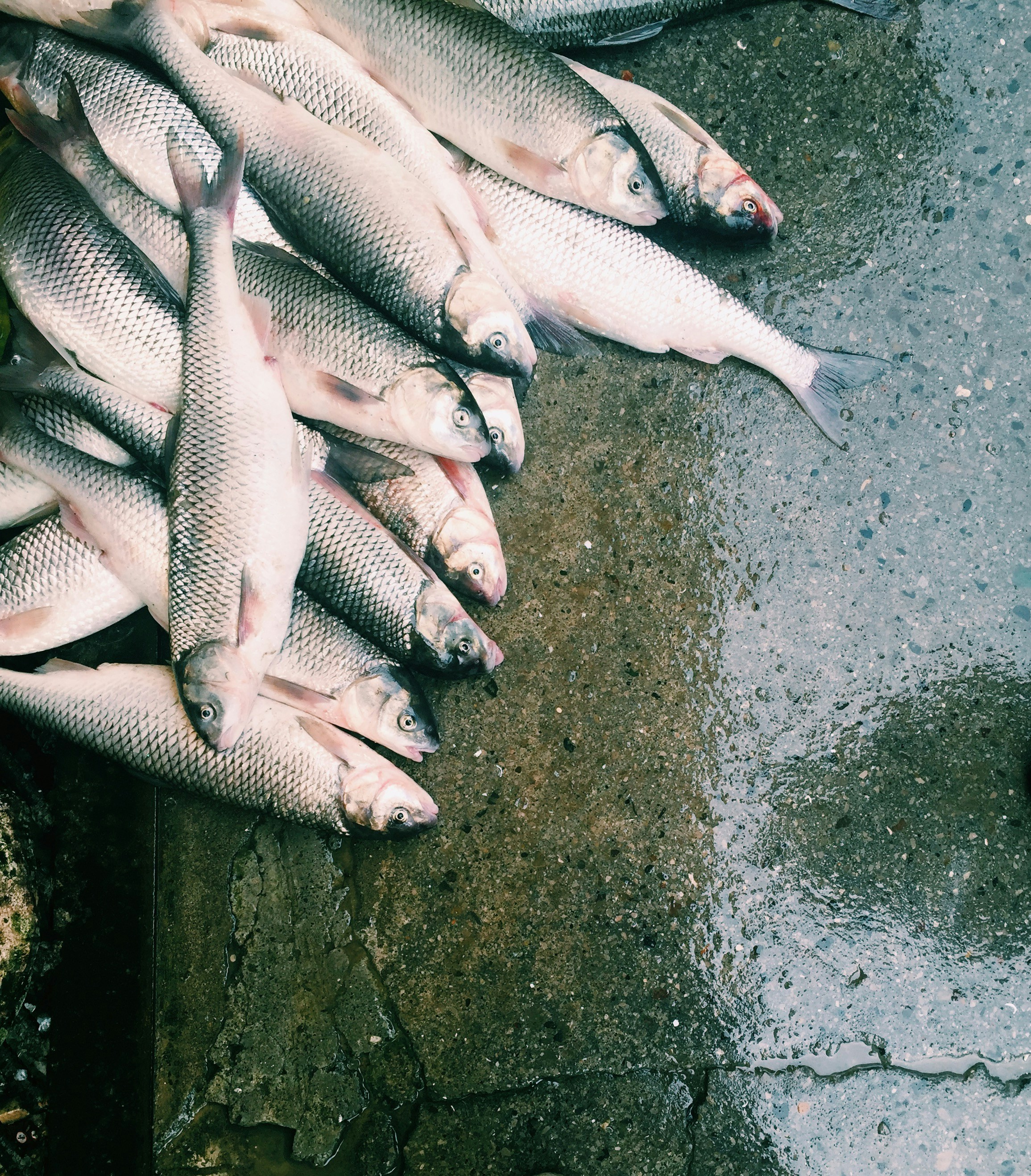 fish 2